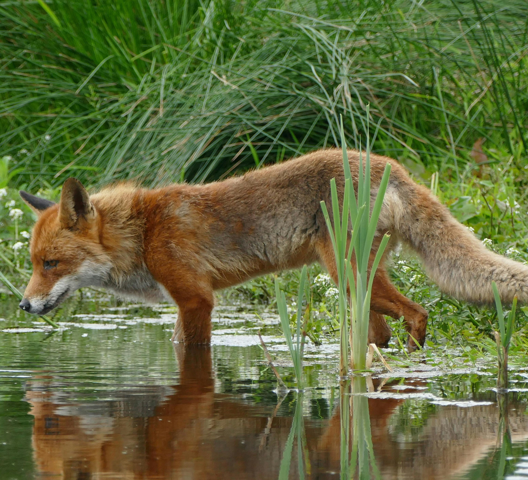 Keoladeo Sightseeing